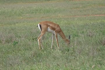 2 Days, 1 Night – Tsavo East National Park Safari