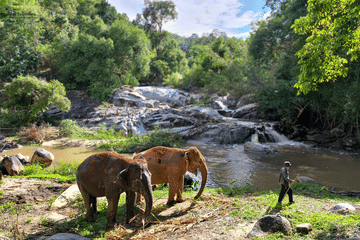 Chiang Mai: Ethical Elephant Sanctuary Full Day Tour & Lunch