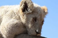 Soweto and Lion Park Tour 7