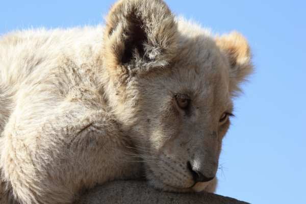 Soweto and Lion Park Tour 7