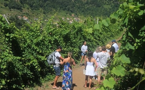 Half-Day Jeep Wine Tour and Sea Cliff Adventure in Funchal