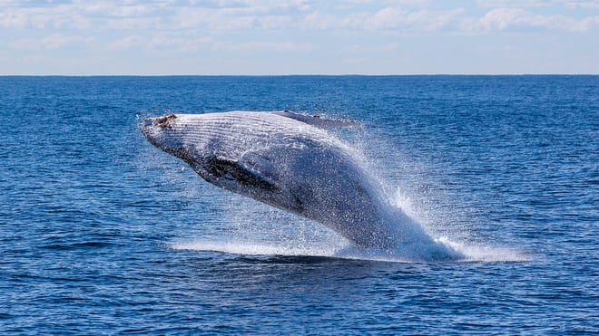 Sailing with Giants: Whale Watching from Reykjavik
