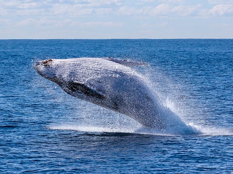 A whale leaping out of the sea