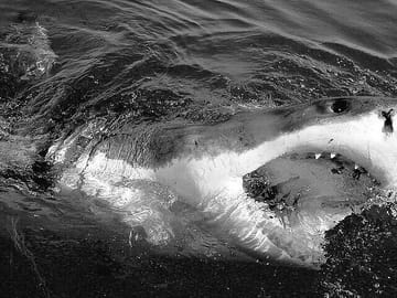 Shark Cage Experience with transport from Cape Town
