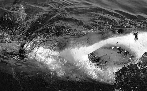 Shark Cage Experience with transport from Cape Town