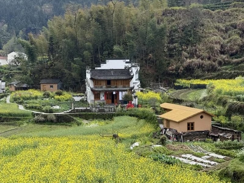 Day Tour to Wuyuan Rapeseed Flowers in Spring