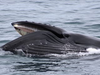 Reykjavík Whales & Northern Lights, photo 11