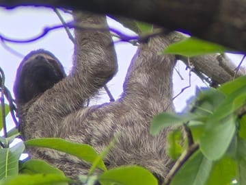 Home to both two-toed and three-toed sloths