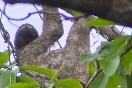 Ancon Hill Eco Walk – Sloths, Toucans & Skyline Views