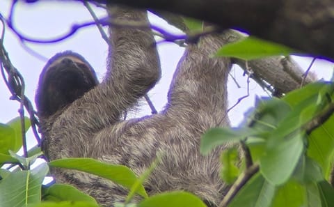 Ancon Hill Eco Walk: Wildlife Viewing and City Views in Panama City