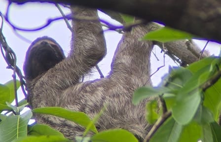 Ancon Hill Eco Walk: Wildlife Viewing and City Views in Panama City