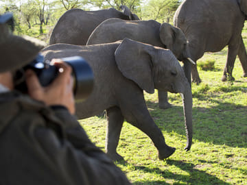 4 Day Tanzania Classic Safari – Tarangire, Serengeti & Ngorongoro crater