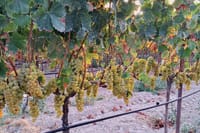  Wine Raki and Olive Oil tasting in Heraklion  1
