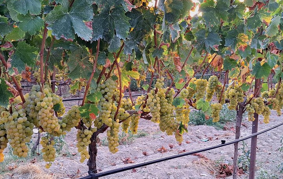 Wine Raki and Olive Oil tasting in Heraklion