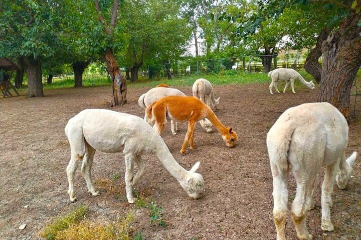 Baku-tour_Shamakhi-tour-Alpaca-tour-tour-Azerbaijan