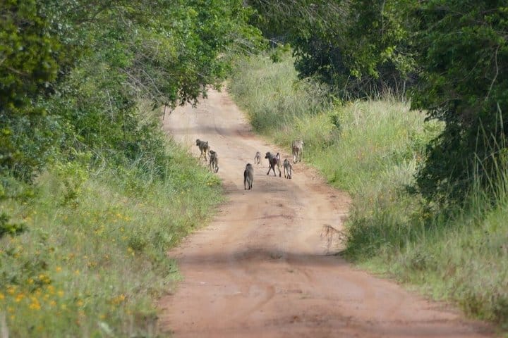 Shimba Hills National Reserve Day Tour with Sheldrick Falls
