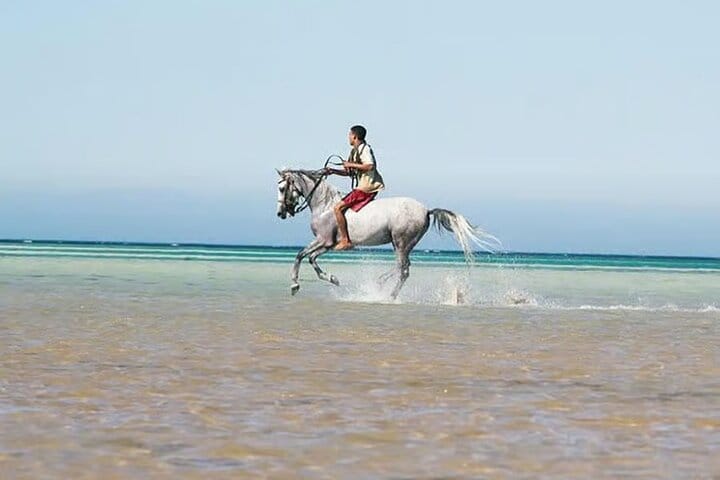 3 Hours Sunrise Horse Riding Beach and Desert from Marsa Alam