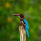 04 Day Tour From  Galle ( Without Accommodation) 2