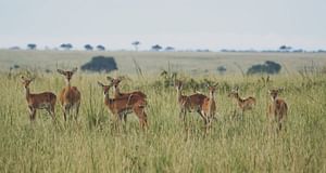 4 DAY: GOLDEN MONKEY TRUCKING IN UGANDA'S MT MGAHINGA NP.