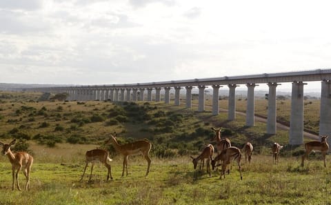 Nairobi National Park Group Shared Tour