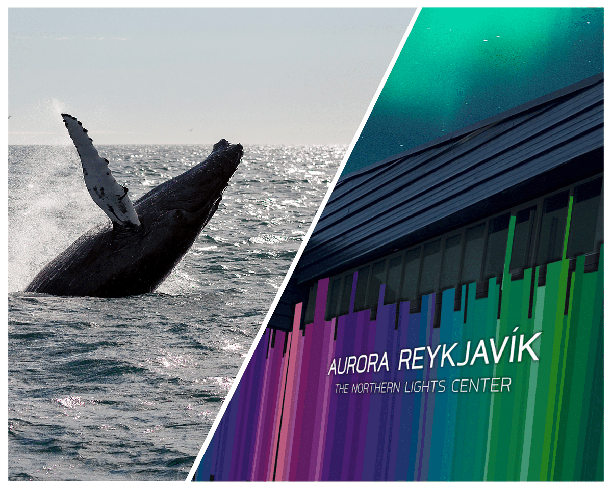 Whale Watching and Northern Lights Adventure in Reykjavik