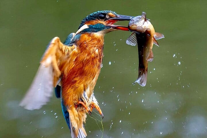 3-Day Private Birding Experience at Lake Bunyonyi