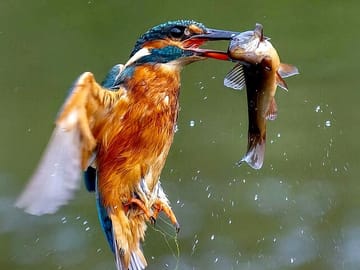 Private 3-Day Birdwatching Tour at Lake Bunyonyi, Uganda