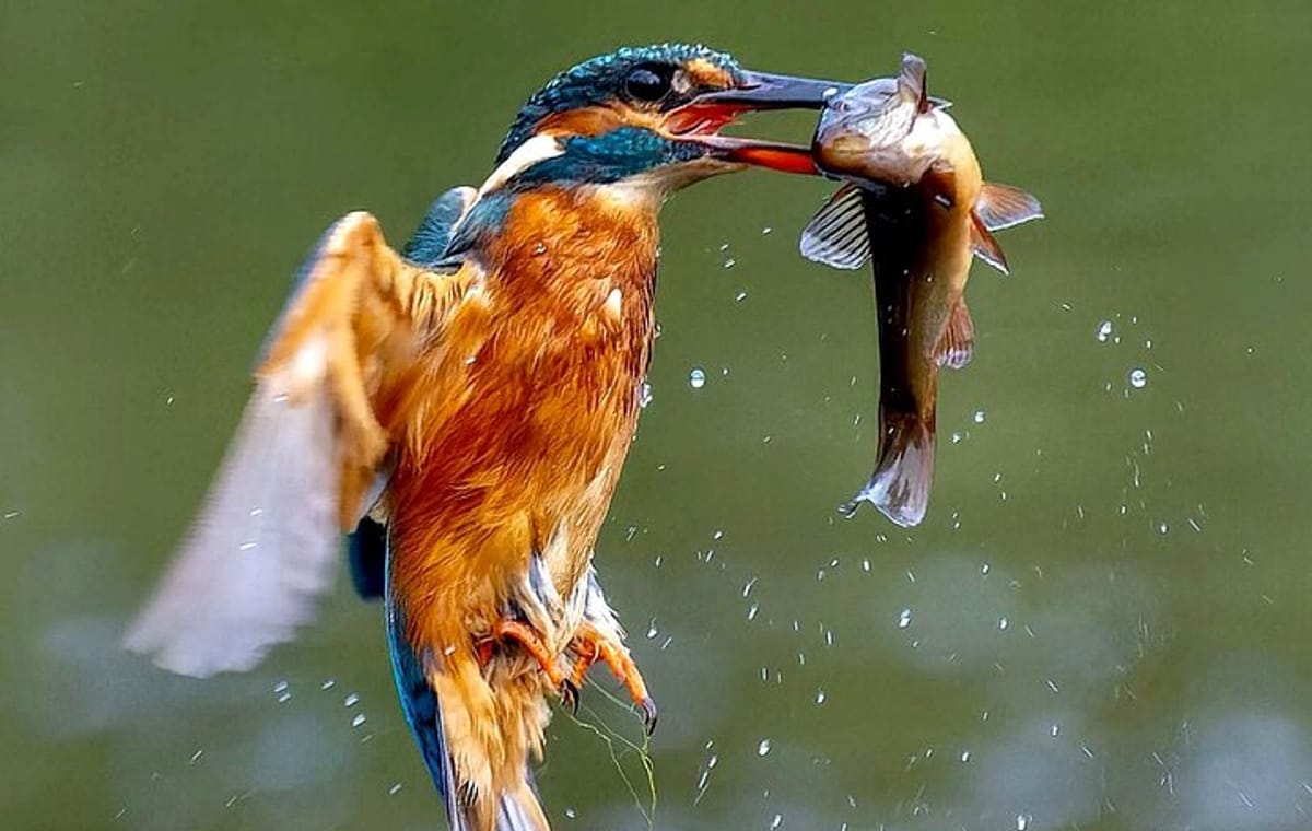 3-Day Private Birding Experience at Lake Bunyonyi