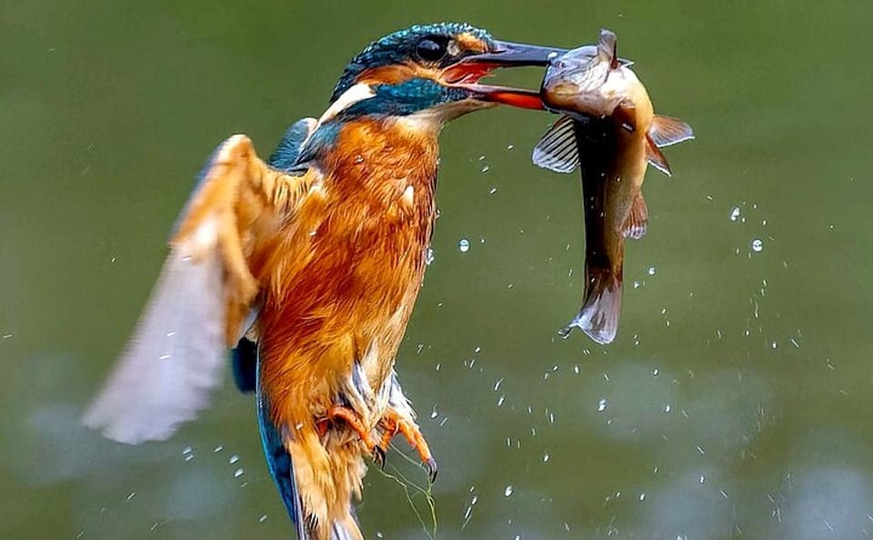 Private 3-Day Birdwatching Tour at Lake Bunyonyi, Uganda