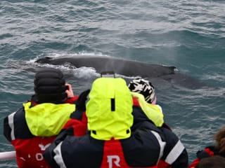 Reykjavík Classic Whale Watching , photo 33
