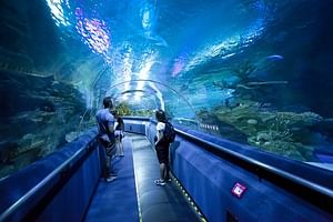 Dubai Aquarium and Underwater Zoo Ticket