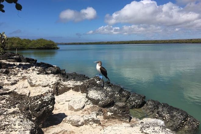 Blue footed boobie