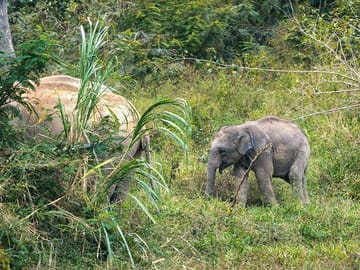 Private Wildlife Day Trip to Kui Buri from Hua Hin