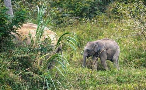 Private Wildlife Day Trip to Kui Buri from Hua Hin