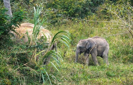 Private Day Trip to Kui Buri from Hua Hin
