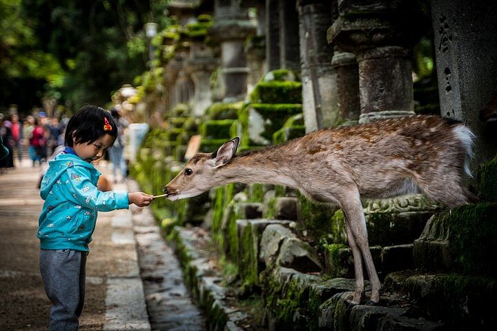 Discover Nara Park: A Day with Deer and Ancient Temples