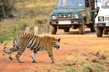 WildlifeSafari in Tadoba, Pench, Kanha & Bandhavgarh NationalPark