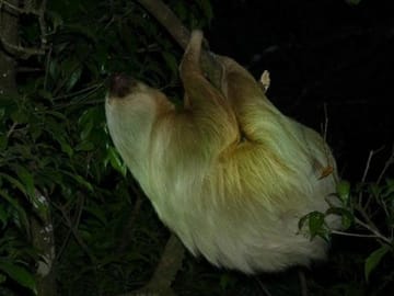 Two-toed Sloth