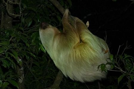 Monteverde Rain Forest Night Walk: Explore Nocturnal Wildlife Adventures