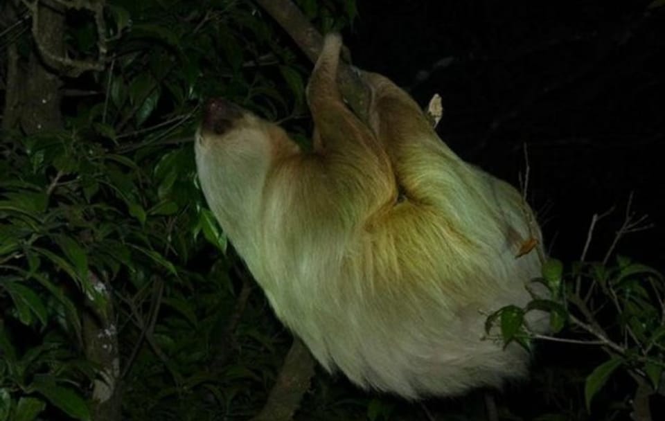 Night Hike in Monteverde Rain Forest, Puntarenas, Costa Rica