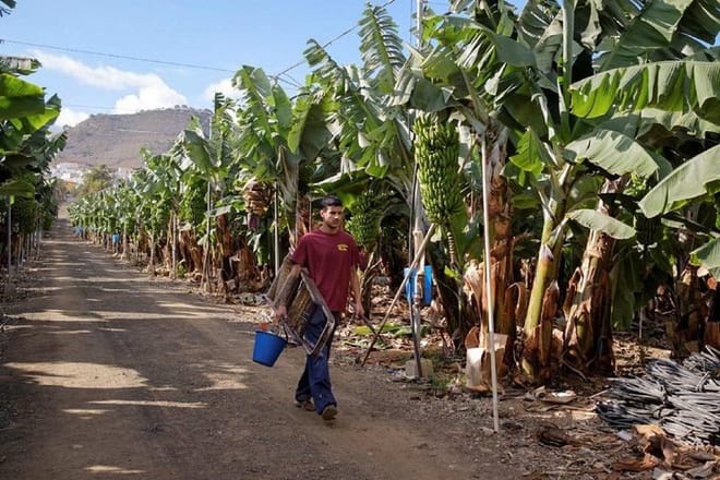 Arguineguin banana plantation