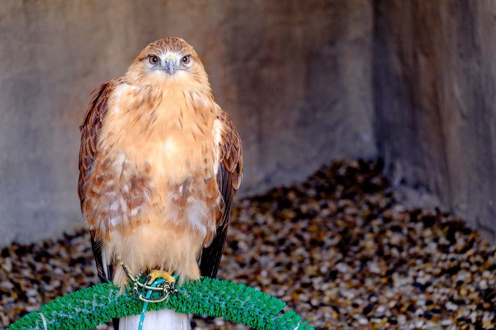 Abu Dhabi: Emirates Park Zoo – Interact, Explore, Discover Wildlife!