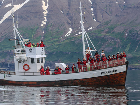 Classic Whale Watching from Dalvík, photo 7