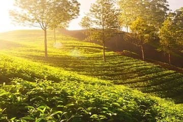 3-Days Eastern Paradise Ilam Tour from Kathmandu