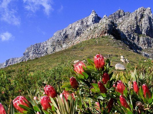 Spectacular Table Mountain and Kirstenbosch Gardens. Cape Town. Guided
