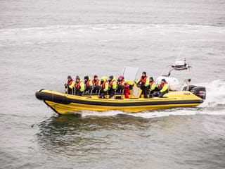 Puffin Tour by RIB Speedboat from Downtown Reykjavik, photo 8
