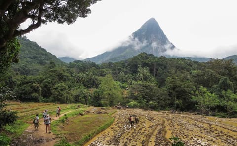 Trekking Adventure in Knuckles Mountain, Kandy Sri Lanka