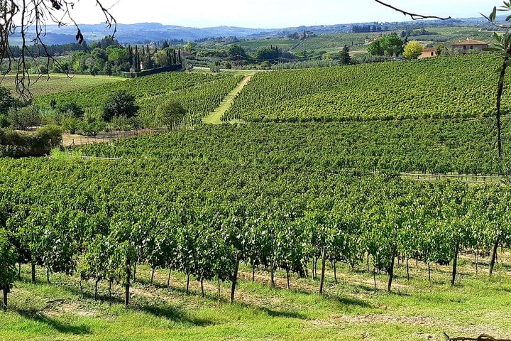 PRIVATE TOUR: Pisa & Siena in one day with Wine tasting & Lunch in Chianti