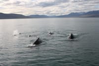 Express Whale Watching 8