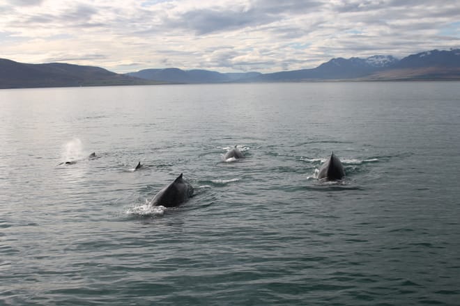 Express Whales, Eyjafjord & Akureyrivb  8